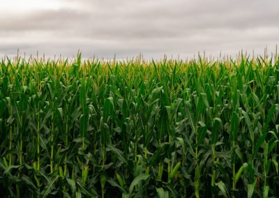 New Study Shows Net Zero Carbon Goal A ‘Huge Challenge’ For Livestock